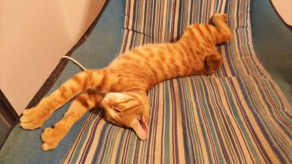 猫 ジャパニーズボブテイル ニャー吉の写真