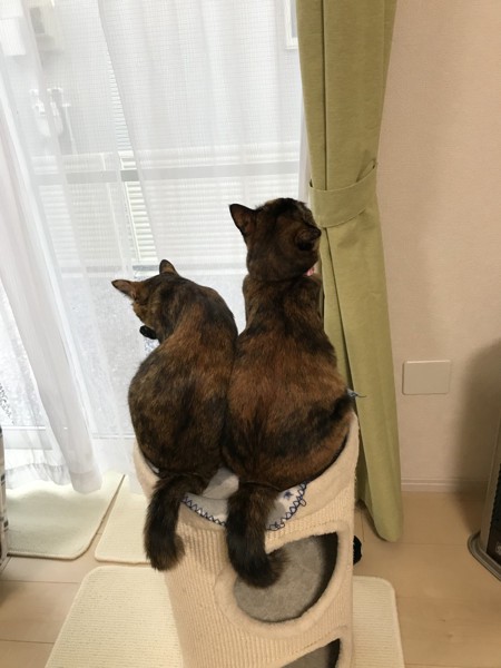 キャットタワーの上で背中を向ける2匹の猫