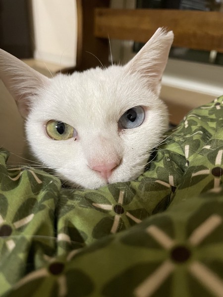 猫 白猫 コウの写真