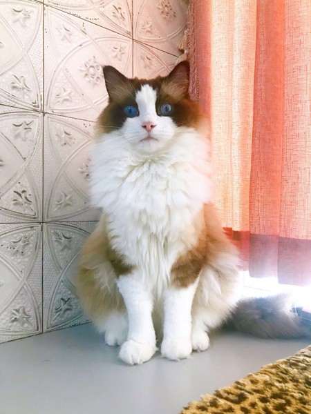 猫 ラグドール オズワルドの写真