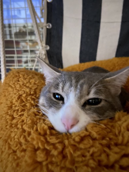 猫 MIX ソルト＆シュガーの写真