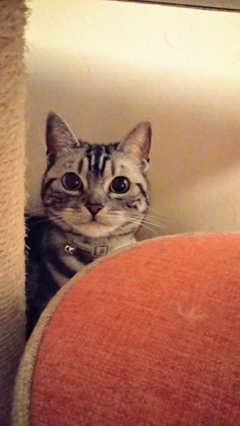 猫 アメリカンショートヘア ミニーの写真