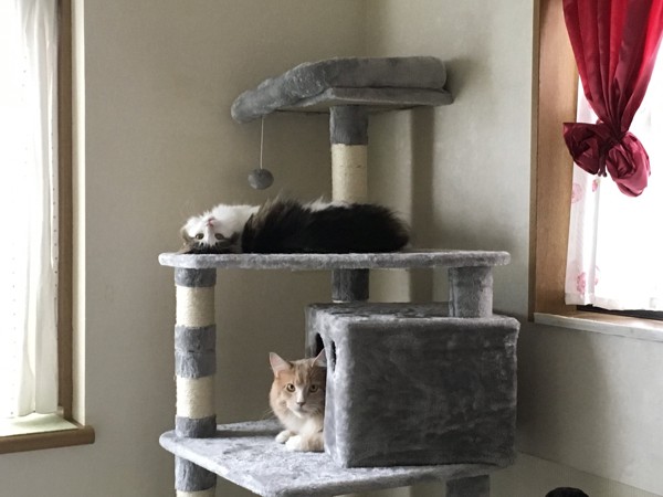 猫 メインクーン メイ & バロンの写真