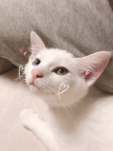猫 白猫 スイの写真