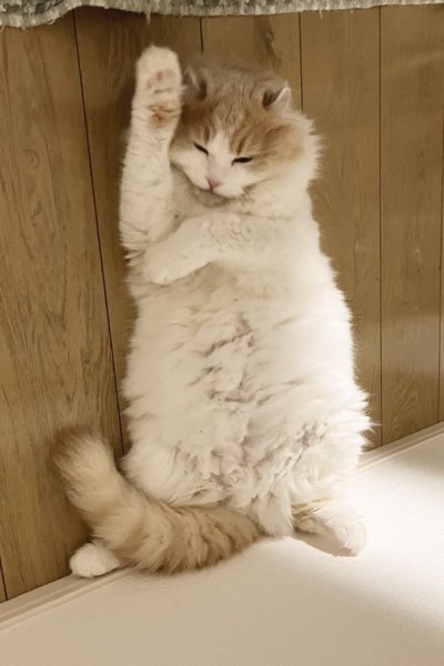 猫 アメリカンカール ラテくんの写真