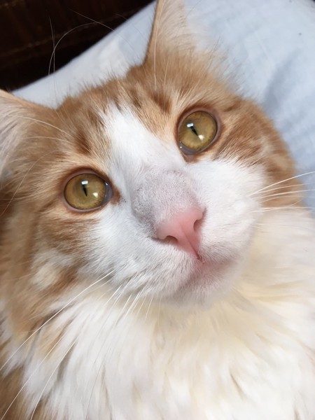 猫 メインクーン ベルの写真