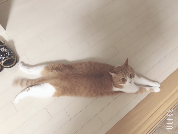猫 スコティッシュフォールド メープルの写真