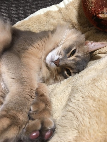 猫 ソマリ モナの写真