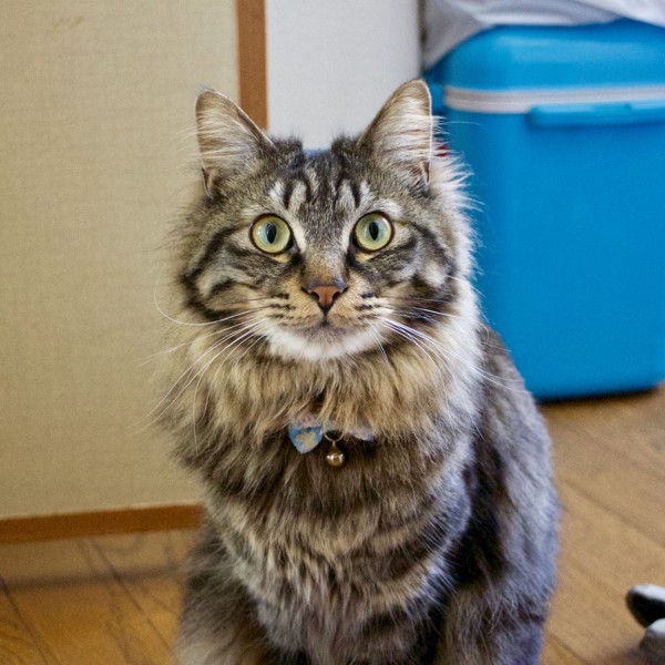 猫 キジトラ エアの写真