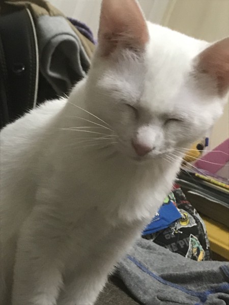 猫 白猫 ランの写真