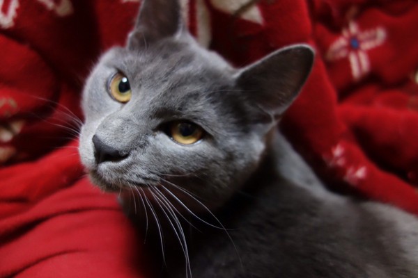 猫 ブリティッシュショートヘア グレイスの写真