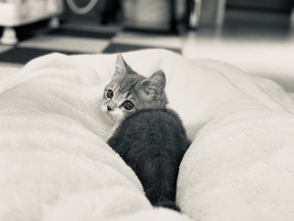 猫 スコティッシュフォールド リリアの写真