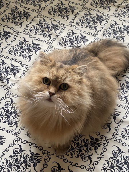 猫 ペルシャ ルーシーの写真