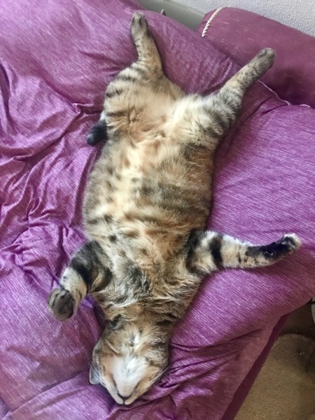 猫 キジトラ スフレの写真