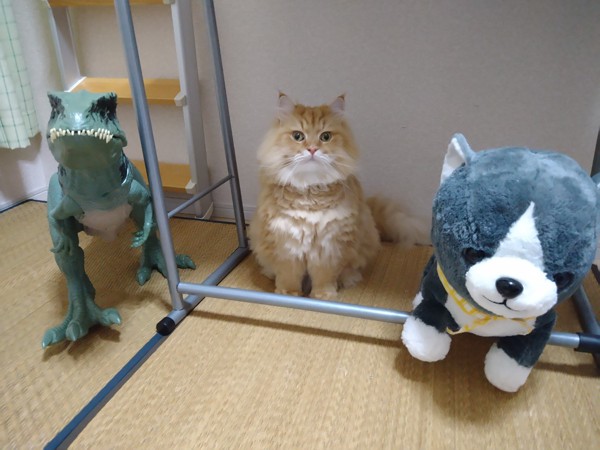猫 ラガマフィン ポピーの写真