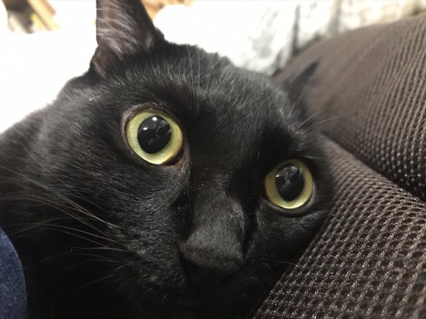 猫 黒猫 ひじきの写真