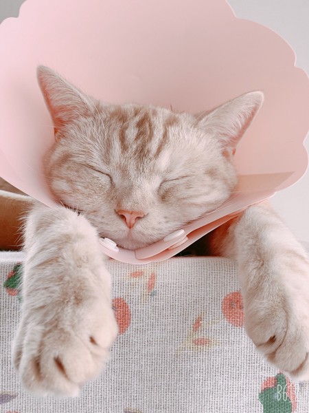 猫 アメリカンショートヘア moca😸の写真