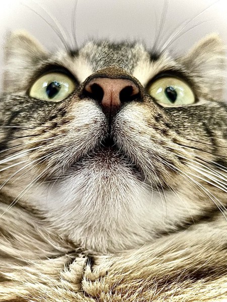 猫 キジトラ ルナの写真