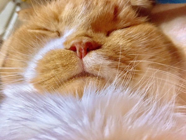 猫 スコティッシュフォールド ピノコの写真