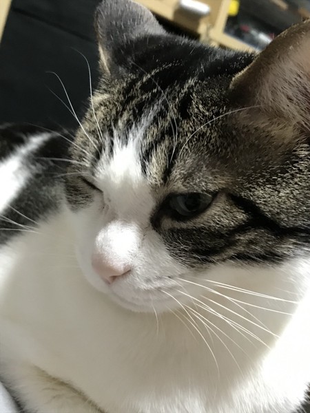 猫 キジシロ タクの写真
