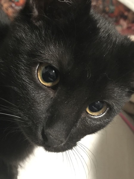 猫 マンチカン 黒みつの写真