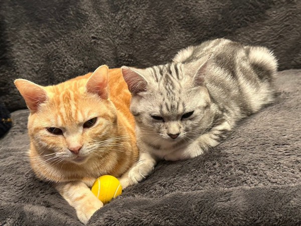 猫 アメリカンショートヘア サウザー&ユダの写真