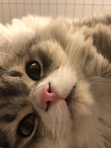 ピンクの鼻の猫