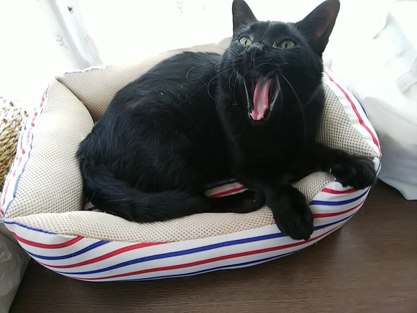 猫 黒猫 レオンハルトの写真