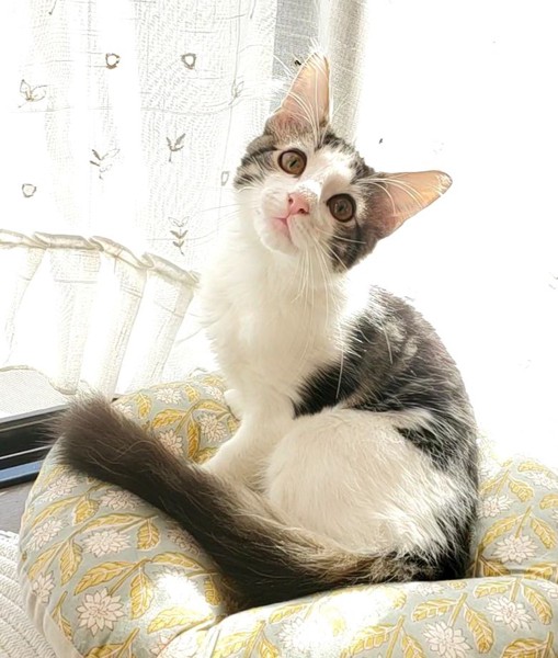 猫 ノルウェージャンフォレストキャット オレオの写真