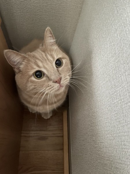 猫 スコティッシュフォールド アムちゃんの写真