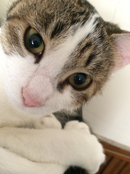 猫 サバシロ ヤー ちゃんの写真