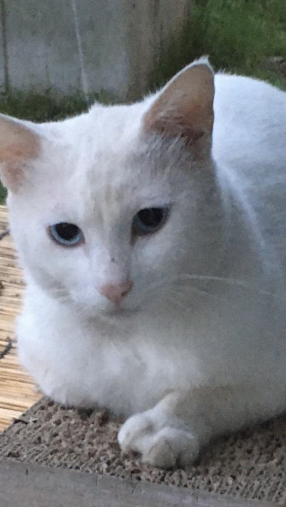 猫 白猫 白君の写真
