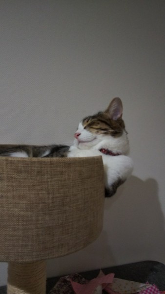 猫 キジトラ 福の写真