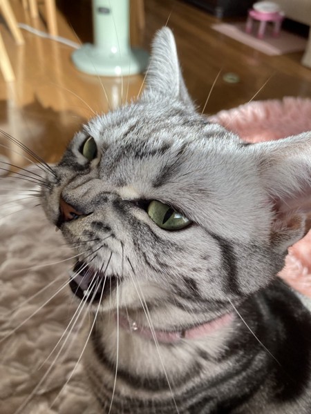 猫 アメリカンショートヘア キキの写真