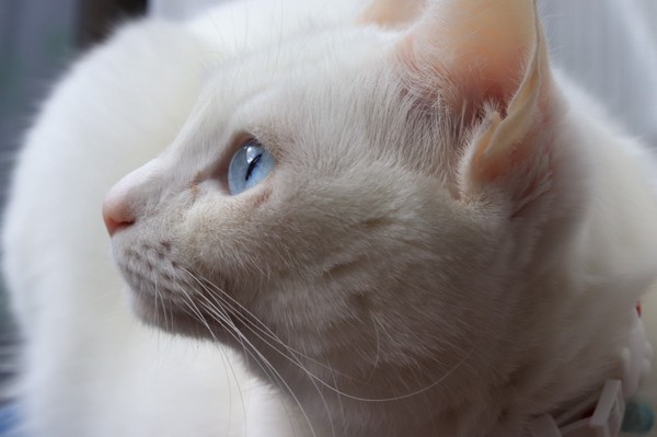 猫 白猫 鈴の写真
