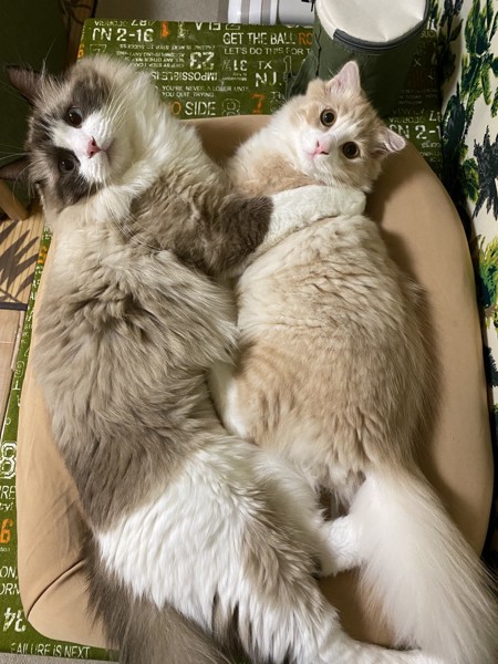 猫 ラグドール ウリの写真