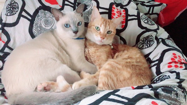 猫 雑種（ミックス） シャルルとショパンの写真