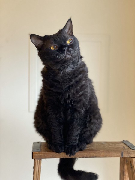 猫 セルカークレックス Qの写真