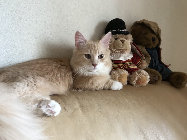 猫 マンチカン ジョジョの写真