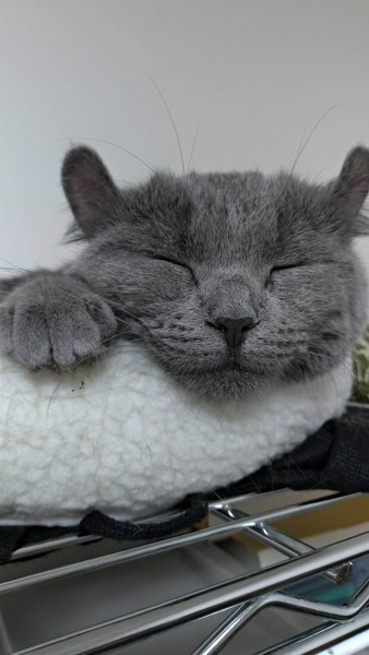 猫 キンカロー メイメイの写真