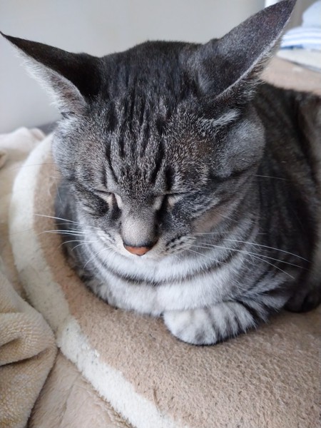 猫 サバトラ ぽぽちゃんの写真