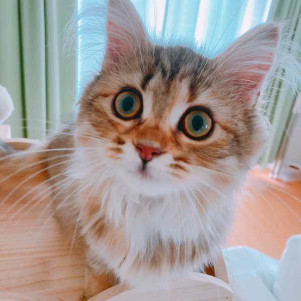 猫 サイベリアン ぷらむの写真