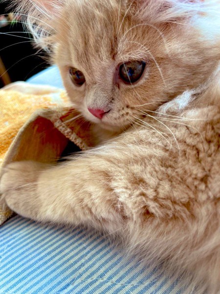 猫 サイベリアン 武蔵の写真
