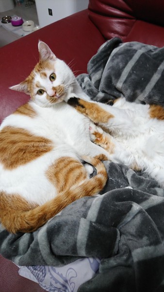 猫 茶白トラ チャコの写真