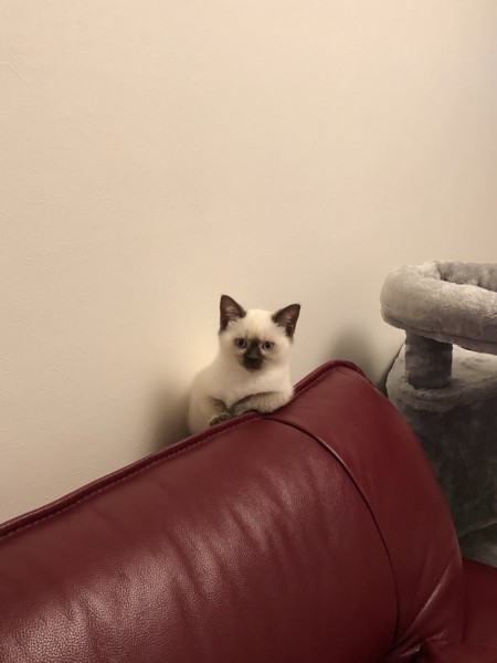 猫 ラグドール エリの写真