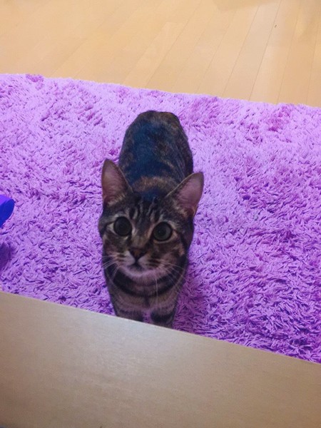 猫 キジトラ モモちゃんの写真