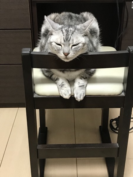 猫 アメリカンショートヘア ルナちゃんの写真