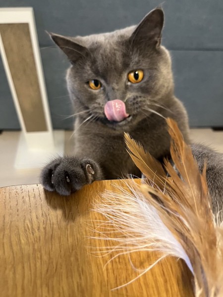 猫 ブリティッシュショートヘア ふくまるの写真