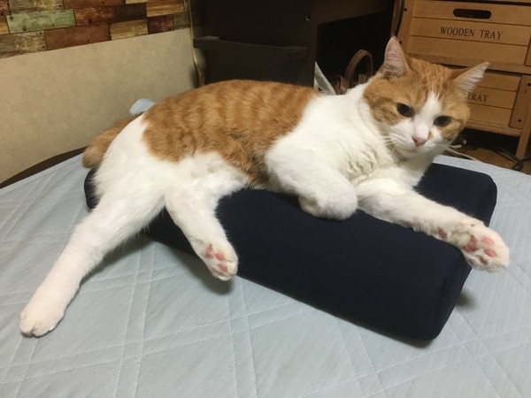 青い枕の上で手足のはみ出した猫