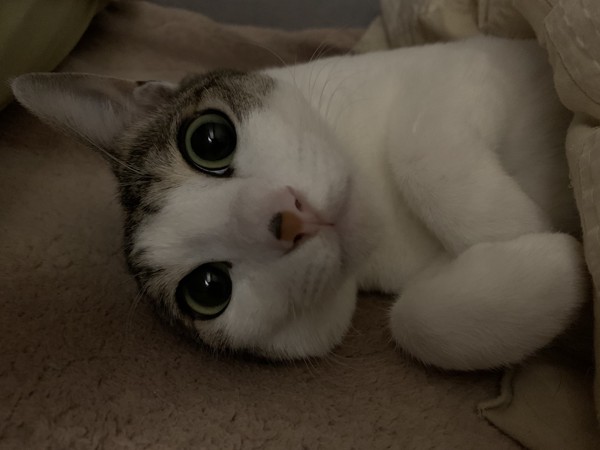 猫 キジシロ ライチの写真